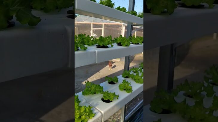 NFT hydroponics #hydroponics #lettuce #butuanlettuce