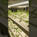 No Empty Promises, Just Real Growth: Inside Our Smart NFT Container Farm #container