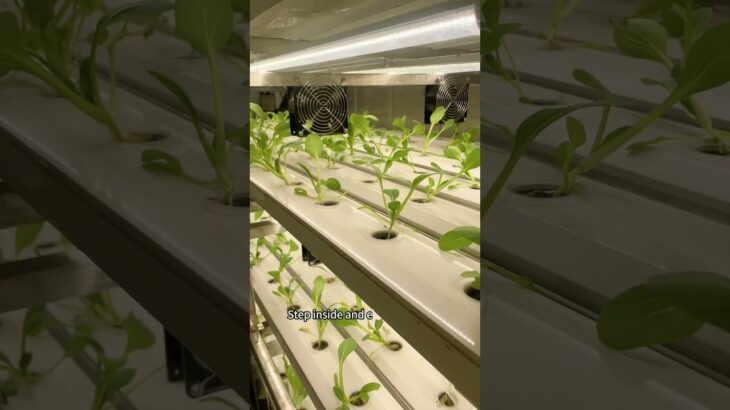 No Empty Promises, Just Real Growth: Inside Our Smart NFT Container Farm #container