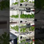 POV: You switched to NFT hydroponics and there’s no going back.