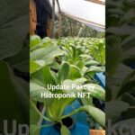 Pakcoy Hidroponik NFT Tumbuh Subur! Update Perkembangan Hari Ini.#Pakcoy #Hidroponik #NFT