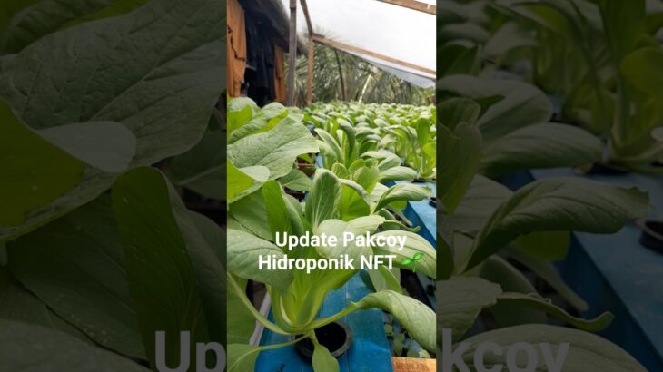 Pakcoy Hidroponik NFT Tumbuh Subur! Update Perkembangan Hari Ini.#Pakcoy #Hidroponik #NFT