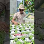 Pindah Tanam Kangkung Ke Hidroponik NFT System #kangkung #nft #hidroponik #amirulfarming #fyp #fypシ