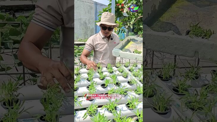 Pindah Tanam Kangkung Ke Hidroponik NFT System #kangkung #nft #hidroponik #amirulfarming #fyp #fypシ