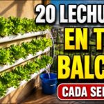 Sistema hidropónico para principiantes: NFT para 20 lechugas en tu balcón.