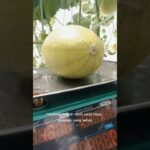 ayo berkebun hidroponik #hidroponik #melon #nft