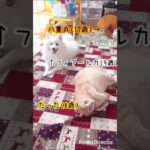 三年前のぽてぽて『たった』～糖尿病と闘う猫～ #cat #猫 #猫のいる暮らし