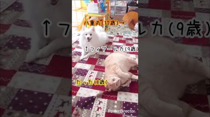 三年前のぽてぽて『たった』～糖尿病と闘う猫～ #cat #猫 #猫のいる暮らし