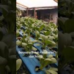 “memantau perkembangan  pakcoy hidroponik sistim NFT” #pakcoy #hudroponik #nft #fyp