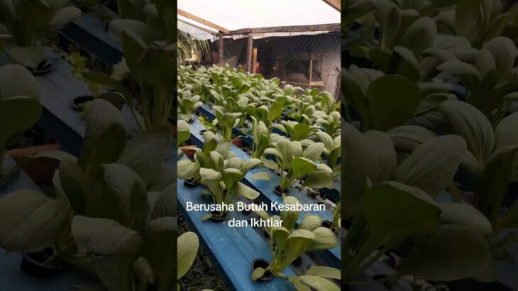 “memantau perkembangan  pakcoy hidroponik sistim NFT” #pakcoy #hudroponik #nft #fyp