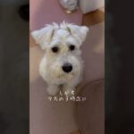 糖尿にはなりたくないワン#白シュナ #ティオ #糖尿病 #puppy #犬のいる生活 #shorts