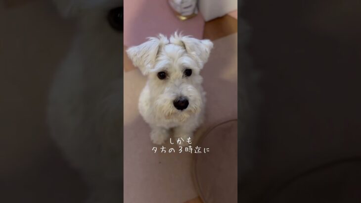 糖尿にはなりたくないワン#白シュナ #ティオ #糖尿病 #puppy #犬のいる生活 #shorts