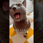 【ロシアンブルー】糖尿病のめろん…先日久しぶりに病院で検査。お薬がよく効いてくれているみたいで一安心です☺️【猫】#shorts