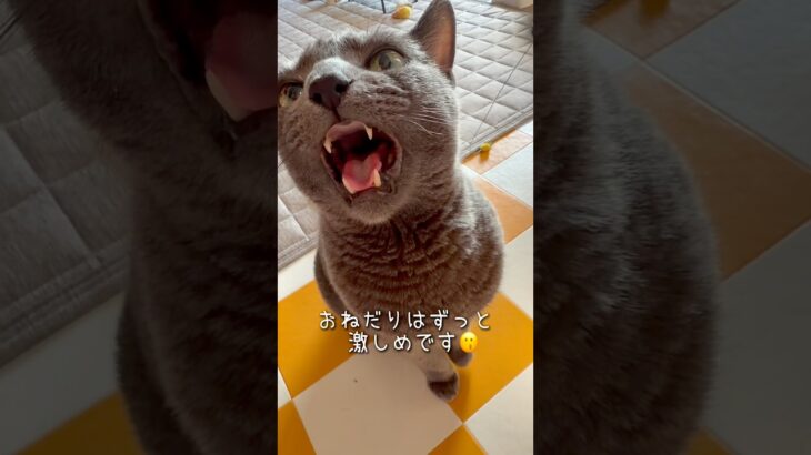 【ロシアンブルー】糖尿病のめろん…先日久しぶりに病院で検査。お薬がよく効いてくれているみたいで一安心です☺️【猫】#shorts