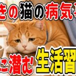 【猫の雑学】太っているだけじゃない! 猫の糖尿病・腎臓病の「意外な盲点」と対策