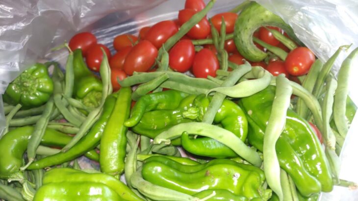 おばあちゃんの野菜が旬を迎えましたよ！＃肥満と糖尿病を改善し、フレイルを予防したい献立＃コープの宅配、元気マルシェ、ローソン、自家野菜で作る食事＃@ドクターハッシー糖尿病＃猫たちのいる暮らし