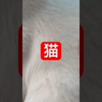 猫は糖尿病患者の名前も覚えてる　　 #糖尿病 #雑学 #猫 　　