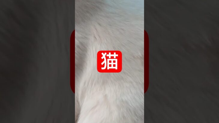 猫は糖尿病患者の名前も覚えてる　　 #糖尿病 #雑学 #猫 　　