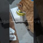 コチャ君は今のところ食欲モリモリあります #元野良猫 #糖尿病網膜症 #ねこのいる生活