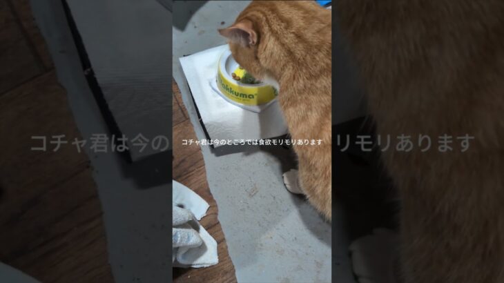 コチャ君は今のところ食欲モリモリあります #元野良猫 #糖尿病網膜症 #ねこのいる生活