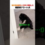 娘の低血糖をいち早く察知した糖尿病アラート犬
