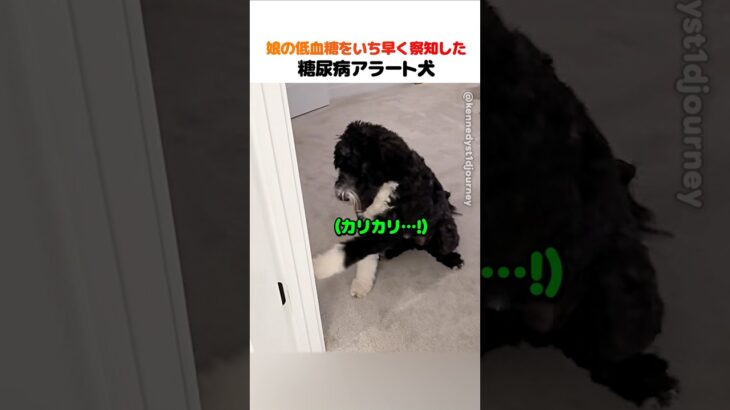娘の低血糖をいち早く察知した糖尿病アラート犬