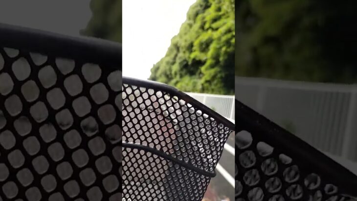 糖尿病対策 ロードワーク