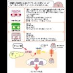 【糖尿病治療薬】グリニド薬 #糖尿病治療薬