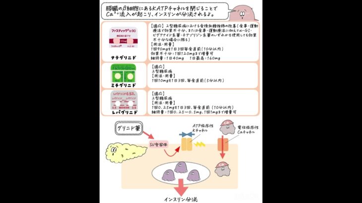 【糖尿病治療薬】グリニド薬 #糖尿病治療薬