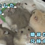 【妊娠糖尿病？】糖尿病じゃなくて、腎臓未発達？〜糖尿が出た兄妹の話