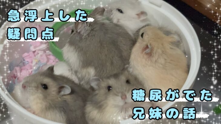 【妊娠糖尿病？】糖尿病じゃなくて、腎臓未発達？〜糖尿が出た兄妹の話
