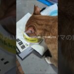 ホントかわいいコチャ君！ママの癒しです #元野良猫 #糖尿病網膜症 #猫のいる暮らし