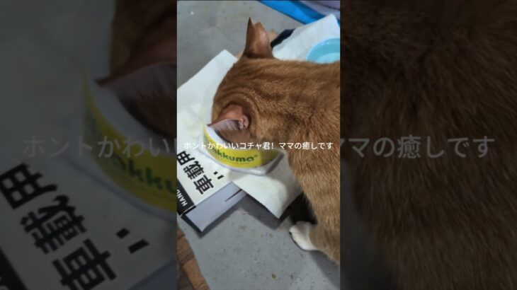 ホントかわいいコチャ君！ママの癒しです #元野良猫 #糖尿病網膜症 #猫のいる暮らし