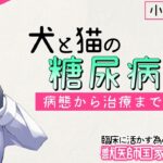 【小動物臨床 #01】犬と猫の糖尿病を完全解説【獣医師国家試験】