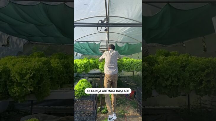 33 günde bu hale geldi 😍🤲🏻 #topraksıztarım #hasat #marul #nft #hidroponik