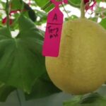 45 HST Melon Hidroponik Greenhouse sistem NFT