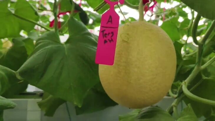 45 HST Melon Hidroponik Greenhouse sistem NFT