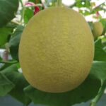 51 HST. Melon Hidroponik Greenhouse sistem NFT
