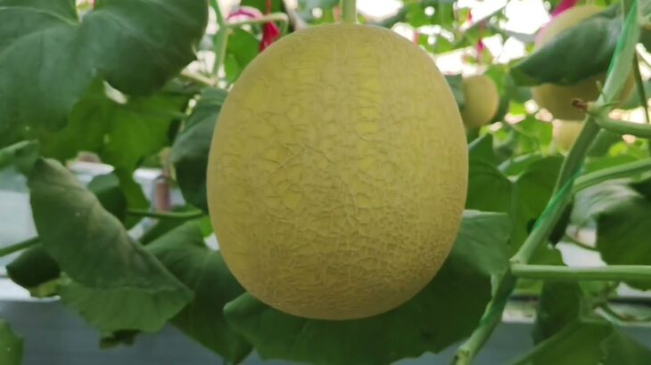 51 HST. Melon Hidroponik Greenhouse sistem NFT