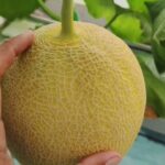 58 HST. Melon Hidroponik Greenhouse sistem NFT