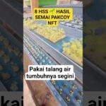 8 hss 🌱semai pakcoy hidroponik nft #shorts #hidroponiknft #8hss #sayurhidroponik