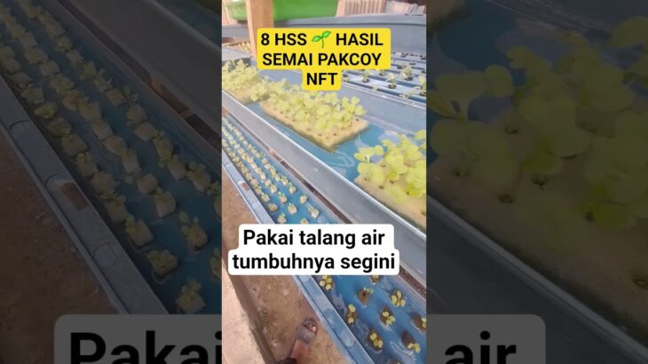 8 hss 🌱semai pakcoy hidroponik nft #shorts #hidroponiknft #8hss #sayurhidroponik
