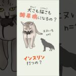 犬も猫も糖尿病になるの？インスリン打つの？#CGM