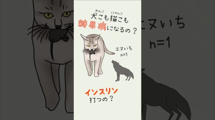 犬も猫も糖尿病になるの？インスリン打つの？#CGM