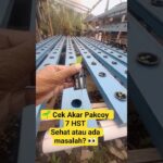 Cek Akar Pakcoy  hidroponik nft  – 7 HST 🌱 #pakcoy  #hidroponik  #nft  #7hst #shorts