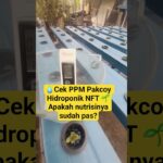 Cek PPM Pakcoy Hidroponik NFT 🌱 di 9 hst #pakcoyhidroponik  #nft  #ppm  #9hst  #shorts