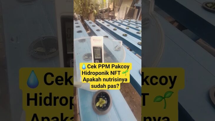 Cek PPM Pakcoy Hidroponik NFT 🌱 di 9 hst #pakcoyhidroponik  #nft  #ppm  #9hst  #shorts