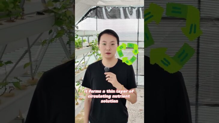 Commercial NFT Hydroponic Channel | Nutrient Film Technique for Healthy Plants#NFTHydroponics