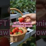 ​DIY NFT Hydroponic Strawberry Growth 🍓 #shorts #hydroponics #diy #strawberry #gardening #timelapse