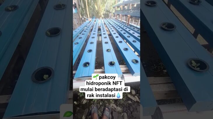 Hari ke 1 Pindah Tanam Pakcoy 🌱 hidroponik NFT #pakcoyhidroponik  #nft  #pindahtanam #shorts